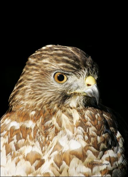 Merlin;Falcon;one animal;close-up;color image;nobody;photography;day;outdoors. Wildlife;birds;animals in the wild;Falco columbarius;Birds of Prey;Curved Beak;Hunter;Hunters;Predator;Predatory;Talon;Talons;Raptor;Raptors;avifauna;feathered;feathers;wilderness;perch;perching;watch;portrait;eye;nature;wild;looking;perched;watchful